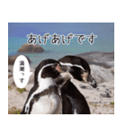 1173(いい波)サーフィン、ペンギンさん（個別スタンプ：19）