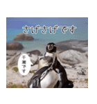 1173(いい波)サーフィン、ペンギンさん（個別スタンプ：20）