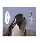 1173(いい波)サーフィン、ペンギンさん（個別スタンプ：22）