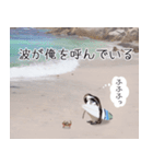 1173(いい波)サーフィン、ペンギンさん（個別スタンプ：23）