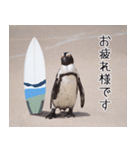 1173(いい波)サーフィン、ペンギンさん（個別スタンプ：32）