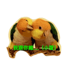 parrots usual II（個別スタンプ：1）