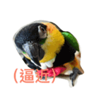 parrots usual II（個別スタンプ：4）