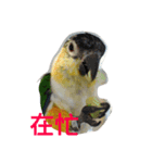 parrots usual II（個別スタンプ：6）