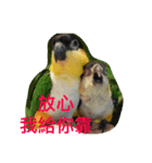 parrots usual II（個別スタンプ：7）