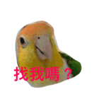 parrots usual II（個別スタンプ：8）