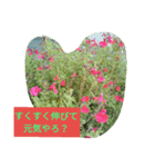 日本の花たちです。（個別スタンプ：1）