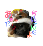 みんなのアイドル！！（個別スタンプ：1）