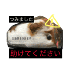 みんなのアイドル！！（個別スタンプ：5）