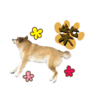 Shiba Inu every now and then cat（個別スタンプ：1）