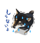 Shiba Inu every now and then cat（個別スタンプ：5）