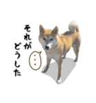 Shiba Inu every now and then cat（個別スタンプ：7）