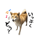 Shiba Inu every now and then cat（個別スタンプ：10）