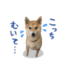 Shiba Inu every now and then cat（個別スタンプ：12）