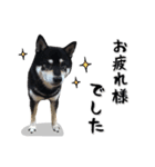 Shiba Inu every now and then cat（個別スタンプ：17）