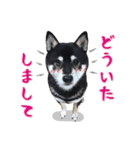 Shiba Inu every now and then cat（個別スタンプ：19）