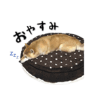 Shiba Inu every now and then cat（個別スタンプ：23）