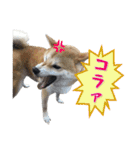 Shiba Inu every now and then cat（個別スタンプ：24）