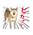 Shiba Inu every now and then cat（個別スタンプ：25）