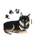 Shiba Inu every now and then cat（個別スタンプ：26）