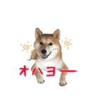 Shiba Inu every now and then cat（個別スタンプ：29）