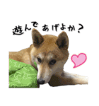 Shiba Inu every now and then cat（個別スタンプ：33）