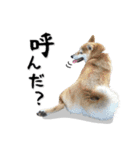 Shiba Inu every now and then cat（個別スタンプ：36）