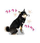 Shiba Inu every now and then cat（個別スタンプ：38）