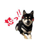 Shiba Inu every now and then cat（個別スタンプ：39）