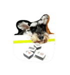 Miniature Schnauzer little Bright（個別スタンプ：2）