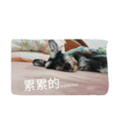 Miniature Schnauzer little Bright（個別スタンプ：3）
