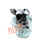 Miniature Schnauzer little Bright（個別スタンプ：4）