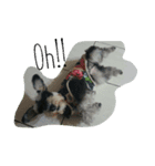 Miniature Schnauzer little Bright（個別スタンプ：5）