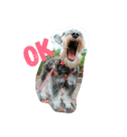 Miniature Schnauzer little Bright（個別スタンプ：6）