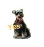 Miniature Schnauzer little Bright（個別スタンプ：8）