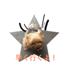 マルチーズとヨークシャテリア（個別スタンプ：6）