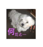 マルチーズとヨークシャテリア（個別スタンプ：12）