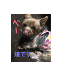 マルチーズとヨークシャテリア（個別スタンプ：19）
