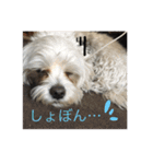 マルチーズとヨークシャテリア（個別スタンプ：20）