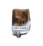 Mia cat meow meow meow（個別スタンプ：5）