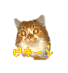 ひのきとしらかば3（個別スタンプ：6）