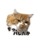 ひのきとしらかば3（個別スタンプ：12）