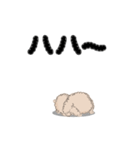 モフモフ感ハンパないトイプー2（個別スタンプ：1）