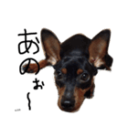 K.O.G DOGS 2018（個別スタンプ：4）
