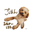 K.O.G DOGS 2018（個別スタンプ：6）