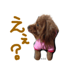 K.O.G DOGS 2018（個別スタンプ：8）