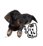 K.O.G DOGS 2018（個別スタンプ：10）