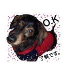 K.O.G DOGS 2018（個別スタンプ：12）