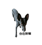 I'm a dog from Taiwan.（個別スタンプ：1）
