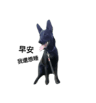 I'm a dog from Taiwan.（個別スタンプ：2）
